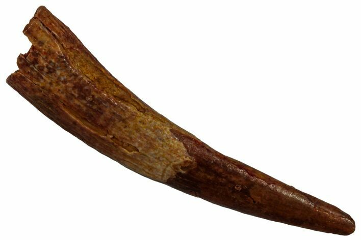 Fossil Pterosaur (Siroccopteryx) Tooth - Morocco #296995